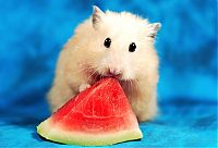 Fauna & Flora: cute hamsters