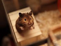 Fauna & Flora: cute hamsters