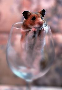 TopRq.com search results: cute hamsters