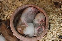 TopRq.com search results: cute hamsters