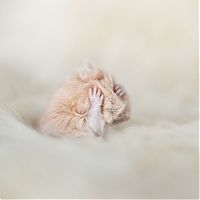 Fauna & Flora: cute hamsters