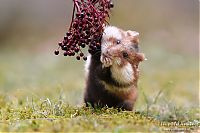 Fauna & Flora: cute hamsters