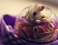 Fauna & Flora: cute hamsters