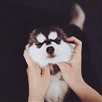 TopRq.com search results: little husky dog