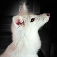 TopRq.com search results: fox pet