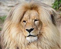 Fauna & Flora: Leon Lion, Ústí nad Labem Zoological Gardens, Czech Republic