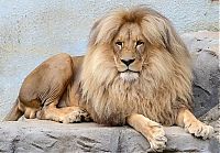 Fauna & Flora: Leon Lion, Ústí nad Labem Zoological Gardens, Czech Republic