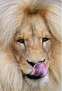 Leon Lion, Ústí nad Labem Zoological Gardens, Czech Republic