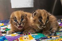 Fauna & Flora: young baby caracal kittens