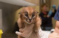 Fauna & Flora: young baby caracal kittens