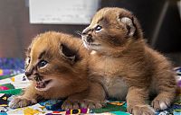 Fauna & Flora: young baby caracal kittens