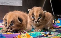 Fauna & Flora: young baby caracal kittens