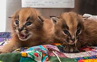 young baby caracal kittens