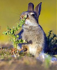 rabbit eating a plant