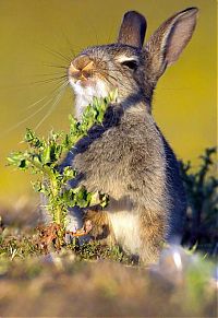 Fauna & Flora: rabbit eating a plant