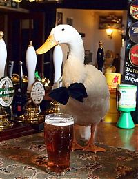 Fauna & Flora: duck drinks a beer