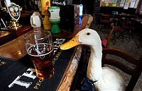 Fauna & Flora: duck drinks a beer