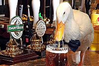 Fauna & Flora: duck drinks a beer