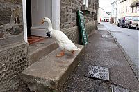 duck drinks a beer