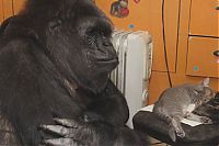 gorilla with kittens