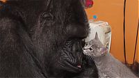 Fauna & Flora: gorilla with kittens