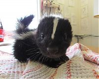 TopRq.com search results: cute baby pet animal