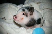 TopRq.com search results: cute baby pet animal