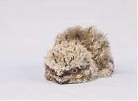 TopRq.com search results: cute baby pet animal