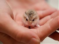 Fauna & Flora: cute baby pet animal