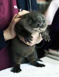 TopRq.com search results: cute baby pet animal