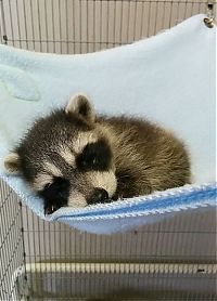 TopRq.com search results: cute baby pet animal