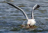 Fauna & Flora: seagull hunting an octopus