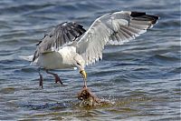 Fauna & Flora: seagull hunting an octopus