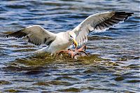 Fauna & Flora: seagull hunting an octopus