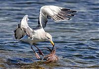 Fauna & Flora: seagull hunting an octopus