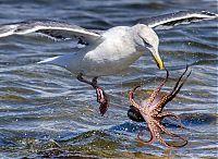 seagull hunting an octopus