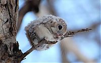 Fauna & Flora: flying squirrel