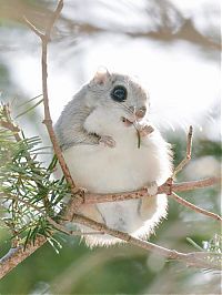 Fauna & Flora: flying squirrel