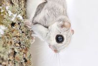 TopRq.com search results: flying squirrel