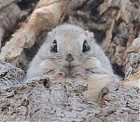 Fauna & Flora: flying squirrel