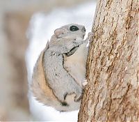 Fauna & Flora: flying squirrel