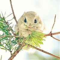 Fauna & Flora: flying squirrel