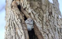Fauna & Flora: flying squirrel