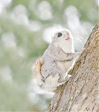 Fauna & Flora: flying squirrel