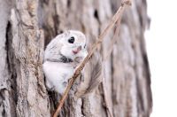 Fauna & Flora: flying squirrel