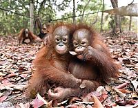 Fauna & Flora: baby orangutans