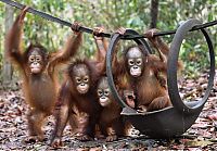 TopRq.com search results: baby orangutans