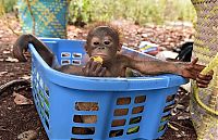 Fauna & Flora: baby orangutans