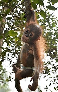 TopRq.com search results: baby orangutans