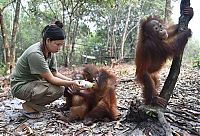 baby orangutans